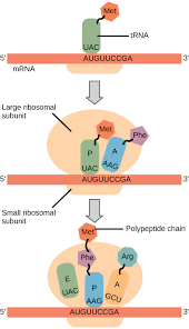 Transcription is the process by which the information in dna is copied into messenger rna (mrna) for protein production. Translation Biology For Majors I