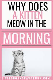 Why Do Cats Meow In The Morning In 2020 Cat Advice Kitten Meowing Cat Questions