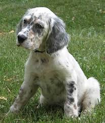 The english setter is usually enthusiastic and lively outdoors, but relatively inactive indoors. English Setter Puppies For Sale Near Me Off 68 Www Usushimd Com
