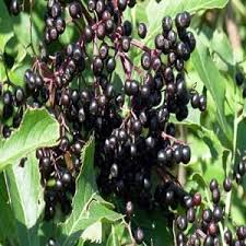 Una vez que usted sepa todos sobre las ventajas de la baya del saúco (que. Elderberry And Gooseberry