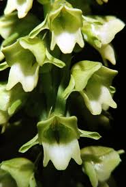 Image result for Cynorkis brevicalcar