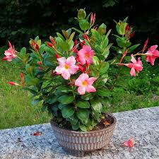 Image result for dipladenie amonea