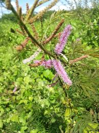 Image result for Mimosa invisa