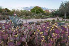 Top 10 Places To Take Pictures In Phoenix Desert Botanical Garden Botanical Gardens Desert Botanical Garden Phoenix