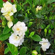Gardenia, cape jasmine, gandharaj 'mystery'. Full Sun Exposure Gandharaj Cape Jasmine Gardenia Live Plant Rs 20 Piece Id 20822618733