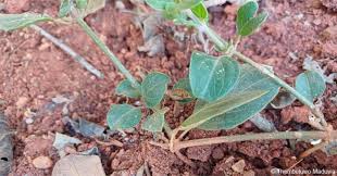 Image result for Ruellia patula
