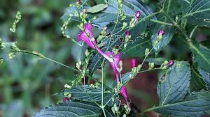 Image result for Strobilanthes hamiltoniana