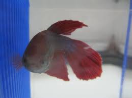 Table of contents betta fish name origins pale, silver, and white betta names pale, silver, and white betta names. 15 Common Betta Fish Diseases With Pictures Prevention And Treatment Pethelpful
