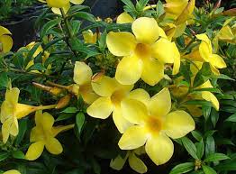 Image result for Allamanda schottii