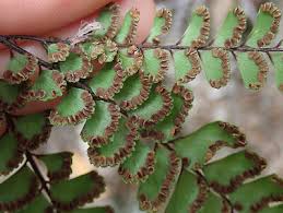 Image result for Adiantum hispidulum