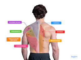 Upper back, lower back, lats, traps, spinal erectors—the whole deal. Best Compound Back Exercises For A Full Back Workout Legion Athletics