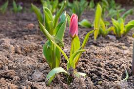 A tree in spring is often full of blooms, and even trees that are not flowering may start to bud or regrow their leaves. 9 Reasons Why Tulip Leaves Turn Yellow Prematurely Gardener S Path
