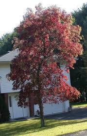 Sourwood typically develops into a broadly conical tree with branches that droop toward their tips, giving it a graceful appearance. Plantfiles Pictures Oxydendrum Species Lily Of The Valley Tree Sourwood Sorrel Tree Oxydendrum Arboreum By Victorgardener
