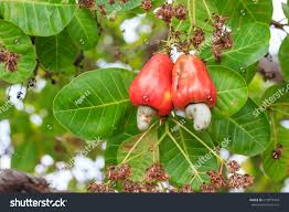 Image result for Anacardium occidentale