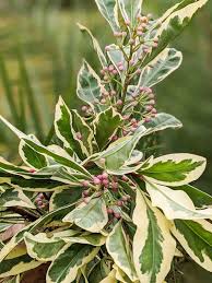 Image result for Ardisia