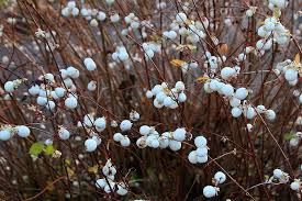 We did not find results for: White Snowberry Common Snowberry Symphoricarpos Albus Canada