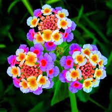 Beautiful Lantana Camara Flower Seeds 100pcs Pack In 2020 Lantana Flower Flower Seeds Lantana Plant
