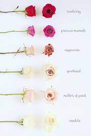 All About Roses Justinecelina Flower Names Flower Guide Rose Varieties