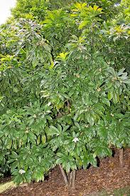 Image result for Tristachya superba