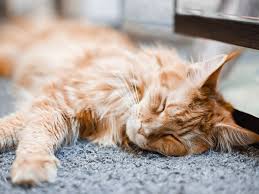 What should you do if you notice that your cat is breathing heavily? How To Treat Rapid Breathing In Cats