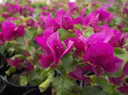 3.3 out of 5 stars 686. Bougainvillea Bambino Maudi 8 Pot Hello Hello Plants Garden Supplies