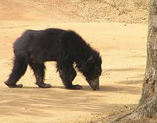 It has a long, shaggy fur, a mane around the face. Sloth Bear Wikipedia