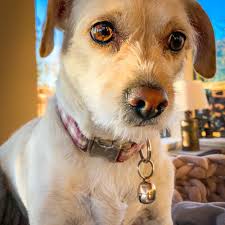 Best Cat Nail Trim near Wet Paws Grooming Studio in Mountain View, CA