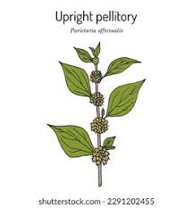 Image result for Parietaria