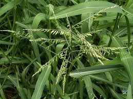 Image result for Eriochloa