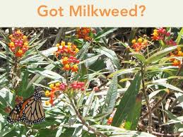 Got Milkweed Updated Plant Guide For Central And South Texas Milkweed Milkweed Plant Texas Native Plants
