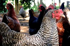 Masa starter, grower dan layer fungsi cahaya memainkan peran yang tidak pada masa starter cahaya lebih berfungsi pada penerangan saja. Manajemen Pemberian Pakan Untuk Ayam Petelur Alatternakayam Com