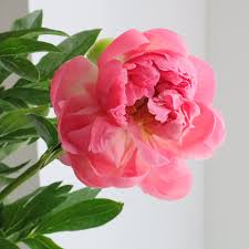 生花】芍薬 ピンクハワイアンコーラル(コーラル)野島さん - 花材通販はなどんやアソシエ