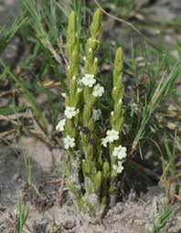 Image result for Striga hallaei