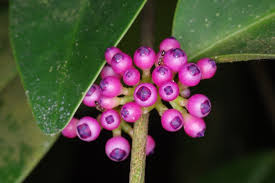 Image result for Memecylon rovumense