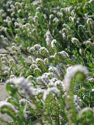 Image result for Heliotropium ciliatum