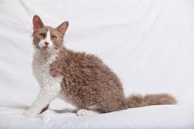The interior of the home, mostly kitchen area has had a bad smell, similar to cat urine and we don't have any animals. 8 Cat Breeds That Shed The Least