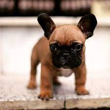 Are you considering adopting a puppy from your local shelter? French Bulldog Puppies Brown Pets Lovers