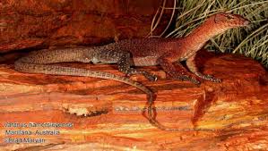 Maybe you would like to learn more about one of these? Varanus Hamersleyensis The Reptile Database