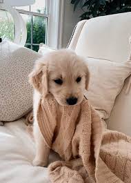Süße tiere haustiere hund witze lustige hunde niedliche hunde supersüßer welpe. Pin By Nishika Parikh On Pets Cute Baby Animals Cute Animal Pictures Cute Baby Dogs