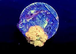 The recent revelation of an incredible bounce electus mushroom, discovered and shared with coral readers by thinh vu of mythical corals in the rarities column of the march/april 2019 issue of coral, demanded a fresh round of discussion regarding the bounce phenomenon, and what it all means for coral keepers. New Jersey Powerball Bounce And Mushrooms For Sale Reef2reef Saltwater And Reef Aquarium Forum