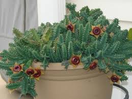 Image result for Huernia zebrina