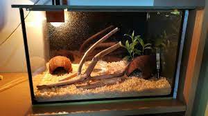 Pyton królewsk,python regius wąż zbożowy corn snake terrarium. Terrarium Dla Weza Zbozowego Krotki Opis Youtube