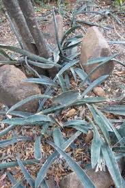 Image result for Sansevieria hallii