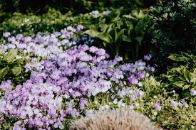 Zudem gibt es tolle festivals. Botanischer Garten Frankfurt Die Kleine Schwester Des Palmengartens Rhein Main Blog