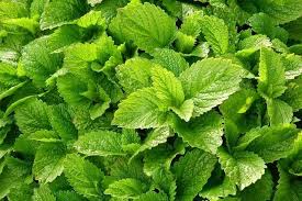 Epingle Sur Jardin