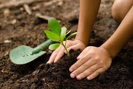 Ada banyak lagi jenis pokok bunga yang sesuai ditanam di halaman rumah seperti bunga tahi ayam, lavender, pokok bunga kapas, bunga kosmos, orkid, dan pelbagai lagi. Simak 7 Trik Menanam Tanaman Untuk Pemula Halaman All Kompas Com