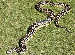 Burmese Python Watery Constrictor From South Asia Burmese Python Beautiful Snakes Largest Snake