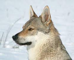 Der marxdorfer wolfshund ist noch eine sehr junge züchtung die noch nicht bei der fci anerkannt ist. Wolfshund Rasseportrait Wesen Charakter Zuchter