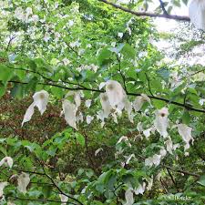 Image result for Faroa involucrata