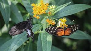 Der botanische garten augsburg bietet gelegenheit zu entdecken, genießen und erholen. Wilhelma In Bad Cannstatt Neue Schmetterlinge Kommen Im Briefumschlag Bad Cannstatt Stuttgarter Nachrichten